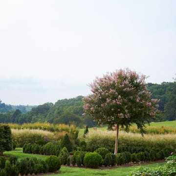 a tree in a field
