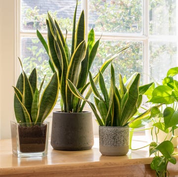 Potted snake plants inside a beautiful new flat or apartment. potted snake plants inside a beautiful new flat or apartment