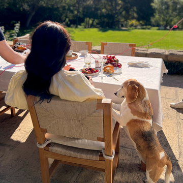 Outdoor dining setup with a dog and a person at a table.